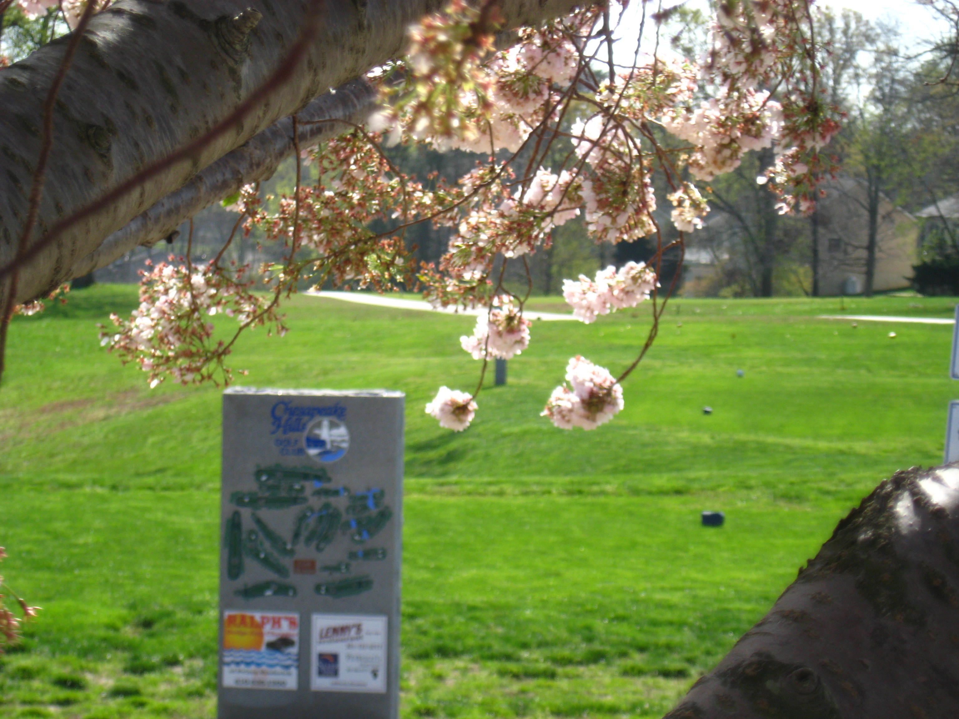 Cherry Blossom No. 1 tee box